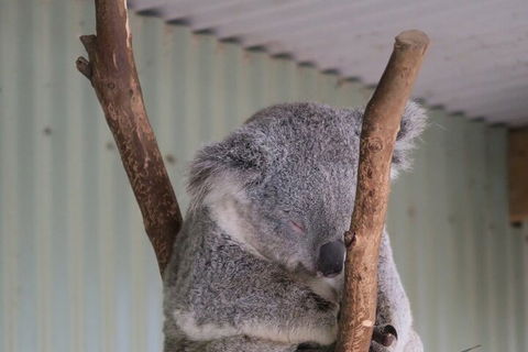 Featherdale Wildlife Park General Admission - Kempsey Accommodation 3
