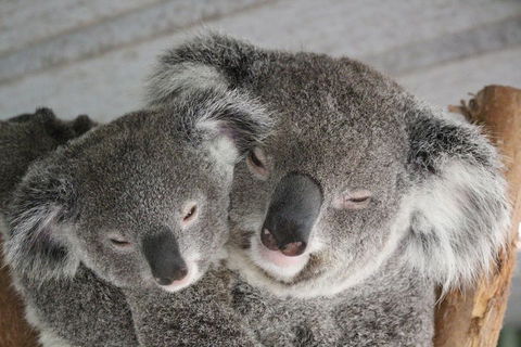Featherdale Wildlife Park General Admission - Kempsey Accommodation 4