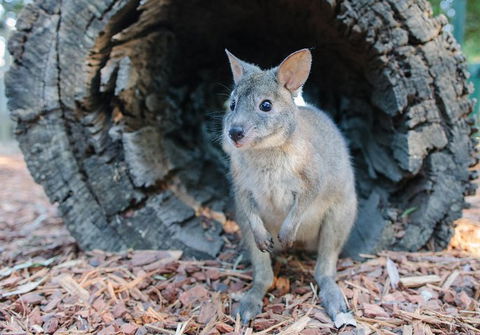 Featherdale Wildlife Park General Admission - Kempsey Accommodation 5