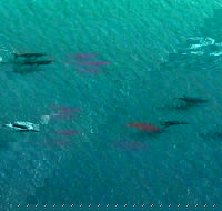 40-45 Minute Port Stephens and Stockton Beach Helicopter Flight - For 2 - Kempsey Accommodation