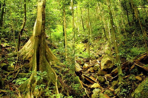 Barron Gorge And Kuranda National Park Half Day Rainforest And Waterfall 4WD Tour From Cairns - Kempsey Accommodation 4