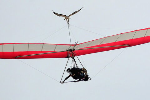 Hang Gliding With HangglideOz - Kempsey Accommodation 0