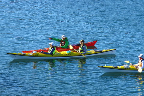 Half-Day Sydney Middle Harbour Guided Kayaking Eco Tour - Kempsey Accommodation 0
