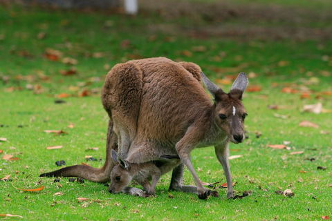 Australian Animals, Seascape And Sunset Photography Tour - Kempsey Accommodation 2