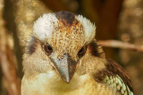 Australian Animals, Seascape And Sunset Photography Tour - Kempsey Accommodation 3