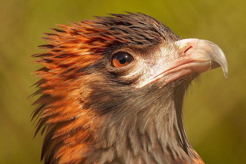 Australian Animals, Seascape And Sunset Photography Tour - Kempsey Accommodation 4