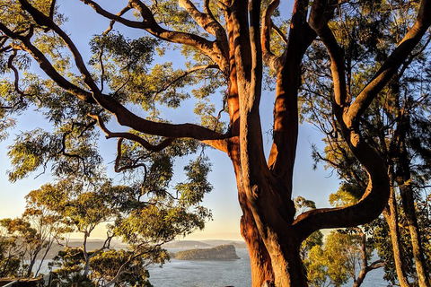 Manly & Sydney's Northern Beaches With 'Personalised Sydney Tours' - Kempsey Accommodation 4