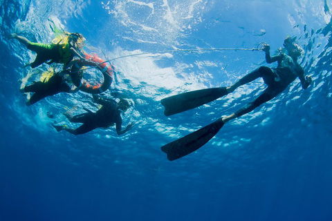 Passions Of Paradise Great Barrier Reef Snorkel And Dive Cruise From Cairns By Luxury Catamaran - Kempsey Accommodation 2
