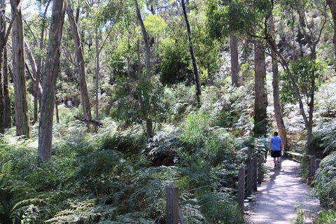 Self-Guided Waterfall Gully To Mount Lofty Hike From Adelaide - Kempsey Accommodation 2