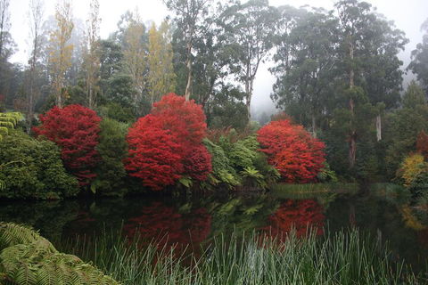 LGBT+ Friendly Full Day Yarra Valley & Dandenong Ranges Private Tour - Kempsey Accommodation 2