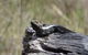 Inside The Greater Blue Mountains World Heritage - A Private Wildlife Safari Overnight - thumb 2