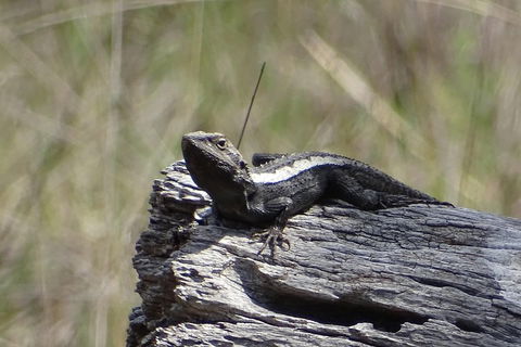 Inside The Greater Blue Mountains World Heritage - A Private Wildlife Safari Overnight - Kempsey Accommodation 2