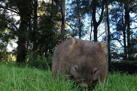 From The Mountains To The Bay - 4 Day Rediscovery Private Tour - Kempsey Accommodation 5