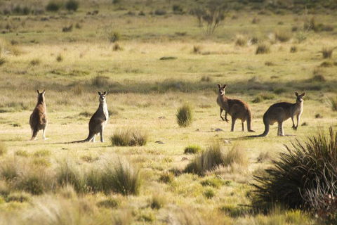 From The Mountains To The Bay - 4 Day Rediscovery Small Group Tour - Kempsey Accommodation 4