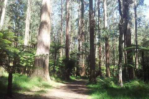 Discover Tour: Dandenong Ranges & William Ricketts Sanctuary - Kempsey Accommodation 5