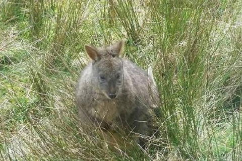Leven Canyon Day Trip Including Wings Wildlife Park Or Gunns Plains Caves - Kempsey Accommodation 3