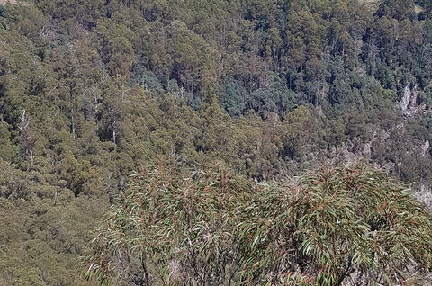 Leven Canyon Day Trip Including Wings Wildlife Park Or Gunns Plains Caves - Kempsey Accommodation 4