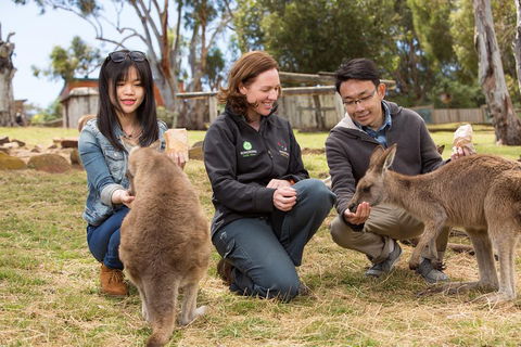 Bonorong Wildlife Park And Richmond Afternoon Tour From Hobart - Kempsey Accommodation 1