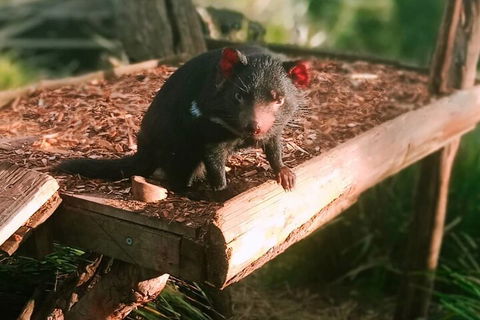 Bonorong Wildlife Park And Richmond Afternoon Tour From Hobart - Kempsey Accommodation 4