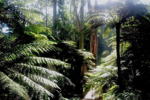Dandenong Ranges Private Tour Including William Ricketts Sanctuary - Kempsey Accommodation 1