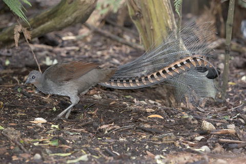 Dandenong Ranges Private Tour Including William Ricketts Sanctuary - Kempsey Accommodation 4