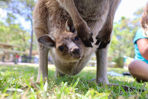 Luxury Hunter Valley Wildlife, Wine & Vodka Tasting Tour From Sydney - Kempsey Accommodation 3