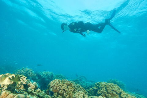 Ocean Freedom Great Barrier Reef Personal Luxury Snorkel & Dive Cruise, Cairns - Kempsey Accommodation 5