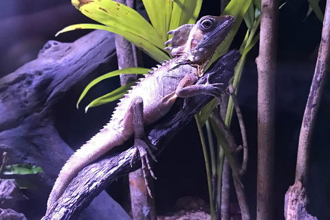 Cairns Aquarium Admission Ticket - Kempsey Accommodation 0