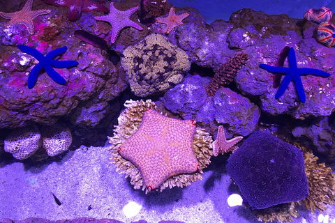 Cairns Aquarium Admission Ticket - Kempsey Accommodation 5