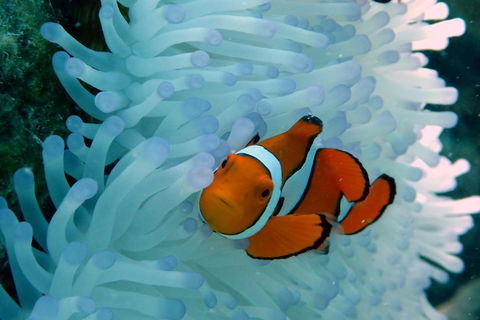 Seastar Luxury Outer Great Barrier Reef Island And Reef Tour From Cairns - Kempsey Accommodation 0