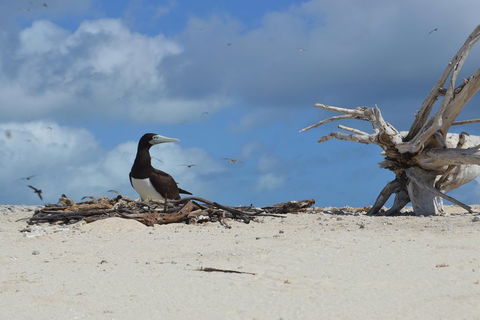 Seastar Luxury Outer Great Barrier Reef Island And Reef Tour From Cairns - Kempsey Accommodation 1