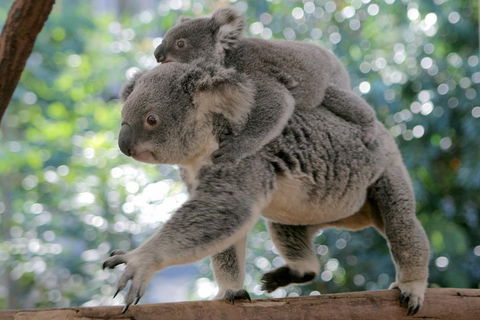 Lone Pine Koala Sanctuary Admission With Brisbane River Cruise - Kempsey Accommodation 0