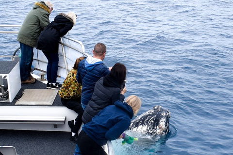 Phillip Island Whale Watching Tour - Kempsey Accommodation 1