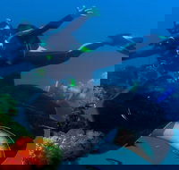 Scuba Dive the S.S. Yongala Wreck on the Great Barrier Reef. - Kempsey Accommodation